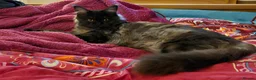 Mixed Breed cats for sale: Maine Coon X in Witham - Advert 1