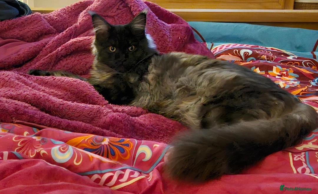 Mixed Breed cats for sale: Maine Coon X in Witham - Advert 1