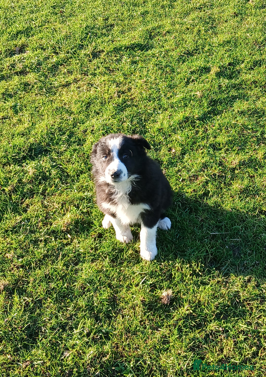 Border Collie dogs for sale: Long coated traditional border collie pups - Advert 5