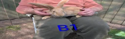 Continental Giant rabbits for sale: Beautiful Conti babies  - Advert 4