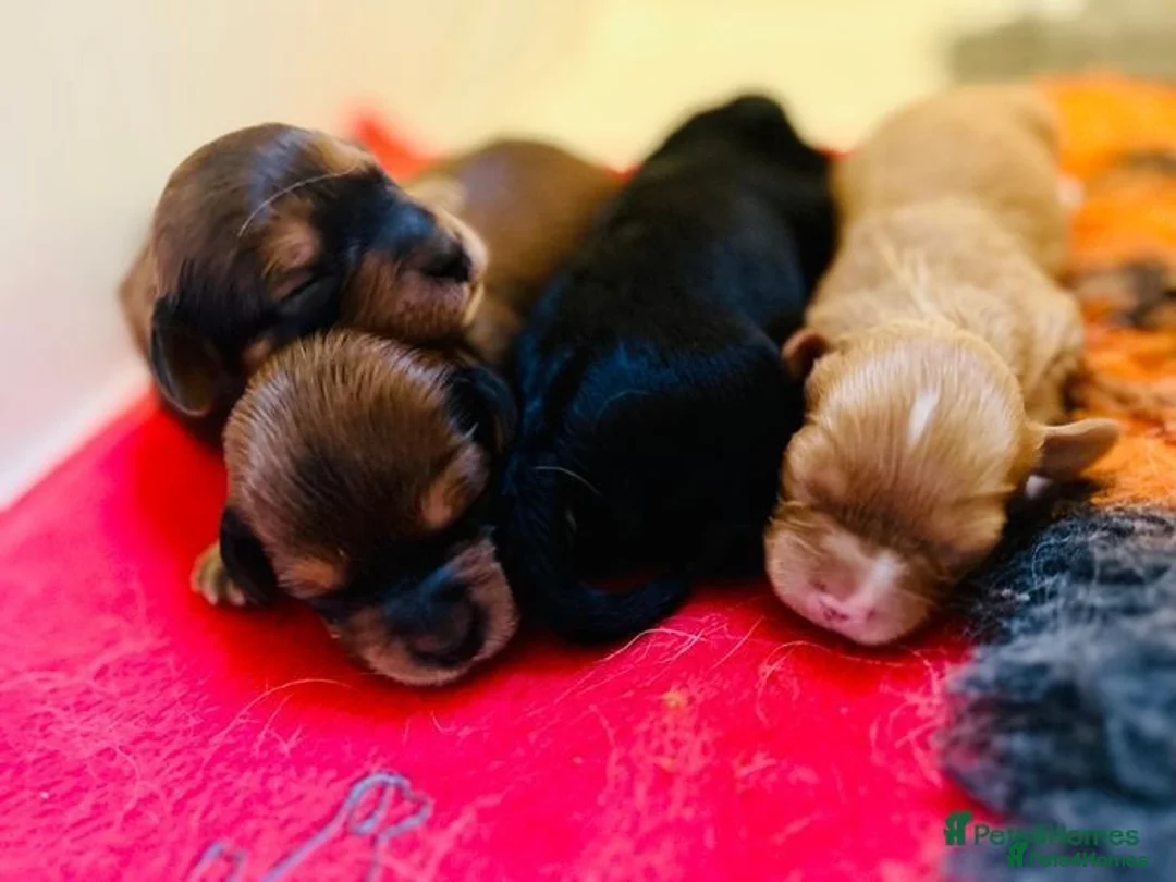 Toy Poodle dogs for stud: KC reg health tested toy poodle studs in Exeter - Advert 21