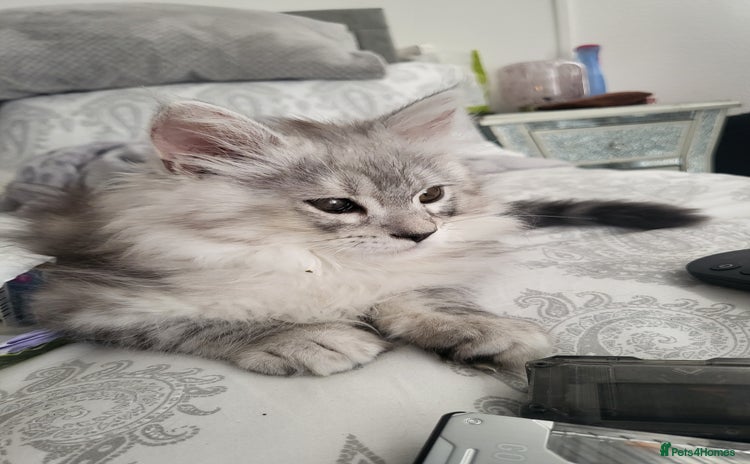 Maine Coon cats in Usk - Advert 15