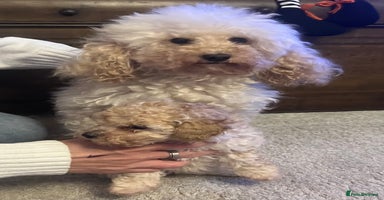Cavapoo dogs - Advert 12
