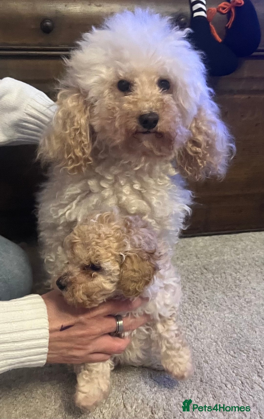 Cavapoo dogs for sale: Beautiful little girl F1 - Image 2