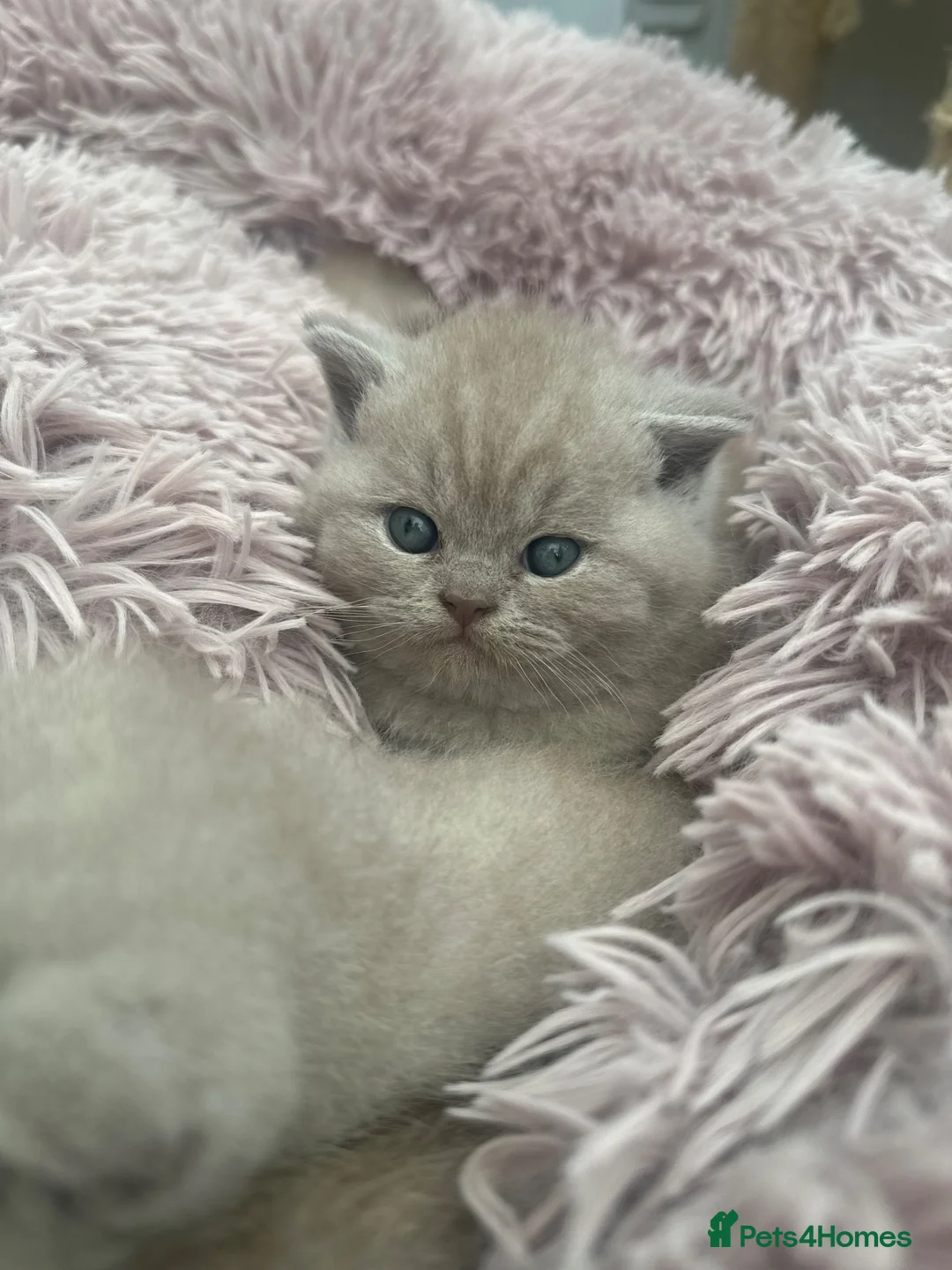 British Shorthair cats for sale: LATVIAN BRITISH SHORTHAIR (LILAC) - Advert 1