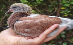 Pigeons birds for sale: Pigeon (Ash Red Check) - [Semi Hand-Raised Baby] - Image 1