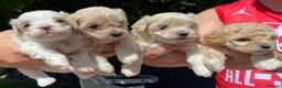 Maltipoo dogs for stud: Maltipoo Stud in Trowbridge - Advert 12