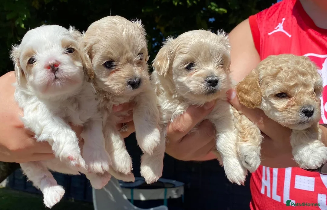 Maltipoo dogs for stud: Maltipoo Stud in Trowbridge - Advert 12