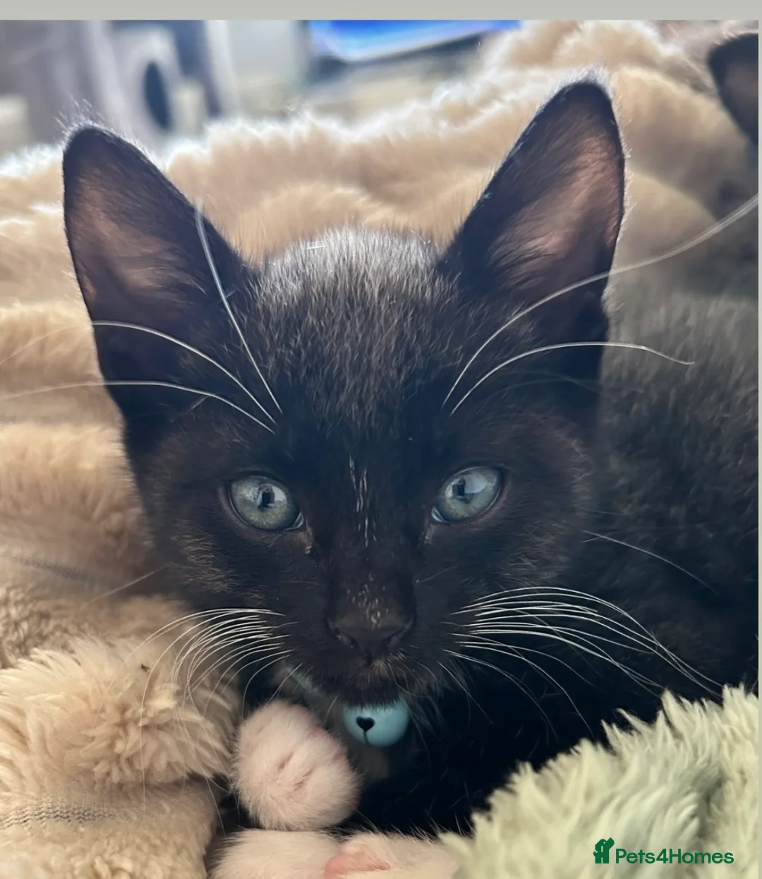 Mixed Breed cats for sale: 2 male kittens - Advert 7