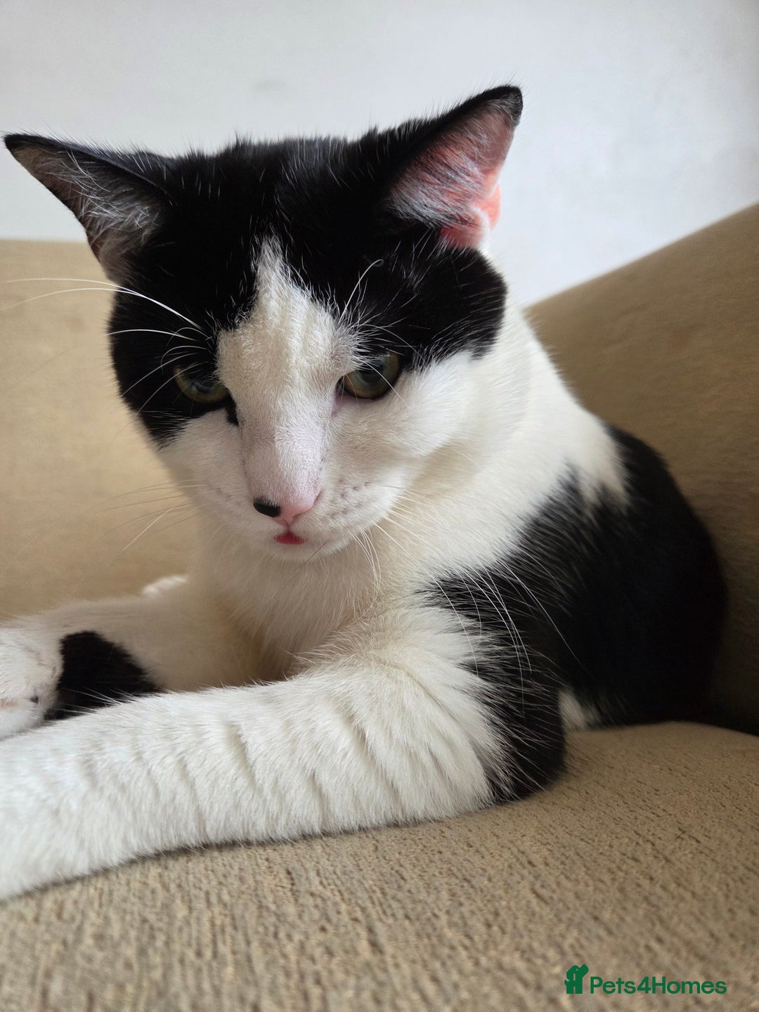 Mixed Breed cats for sale: Sonbul - Image 11