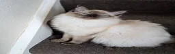 Ragdoll cats for sale: Beautiful Seal Point Ragdoll Boy - Advert 6