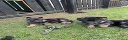German Shepherd dogs for sale: Kc registered German shepherd puppies  - Advert 6