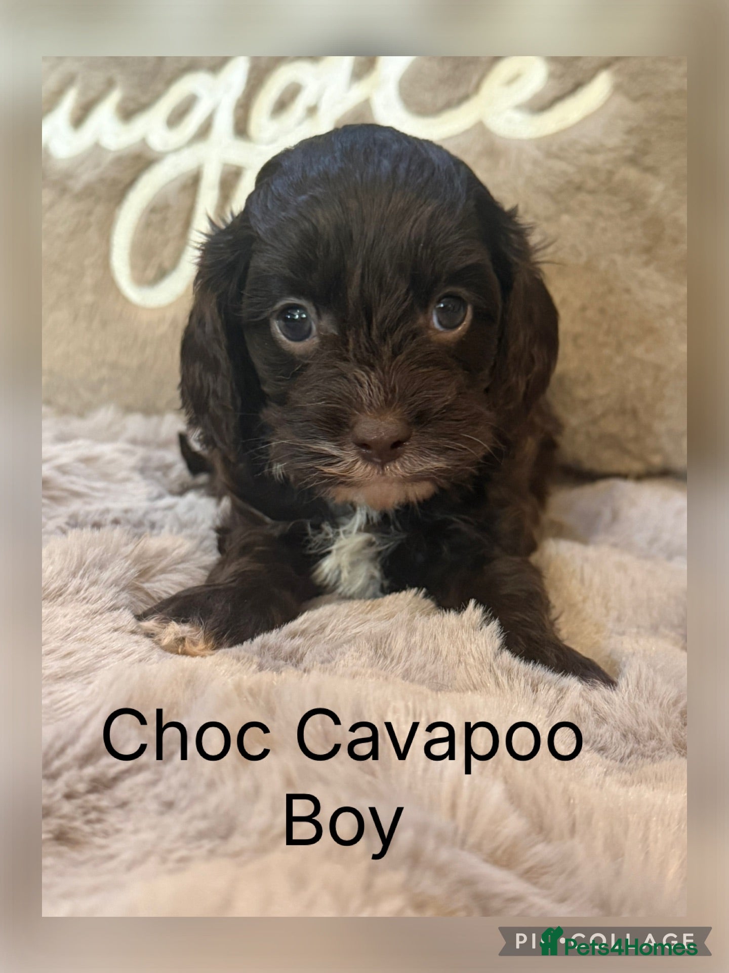 Cavapoo dogs Chocolate F1 Cavapoo Boys - Advert 2