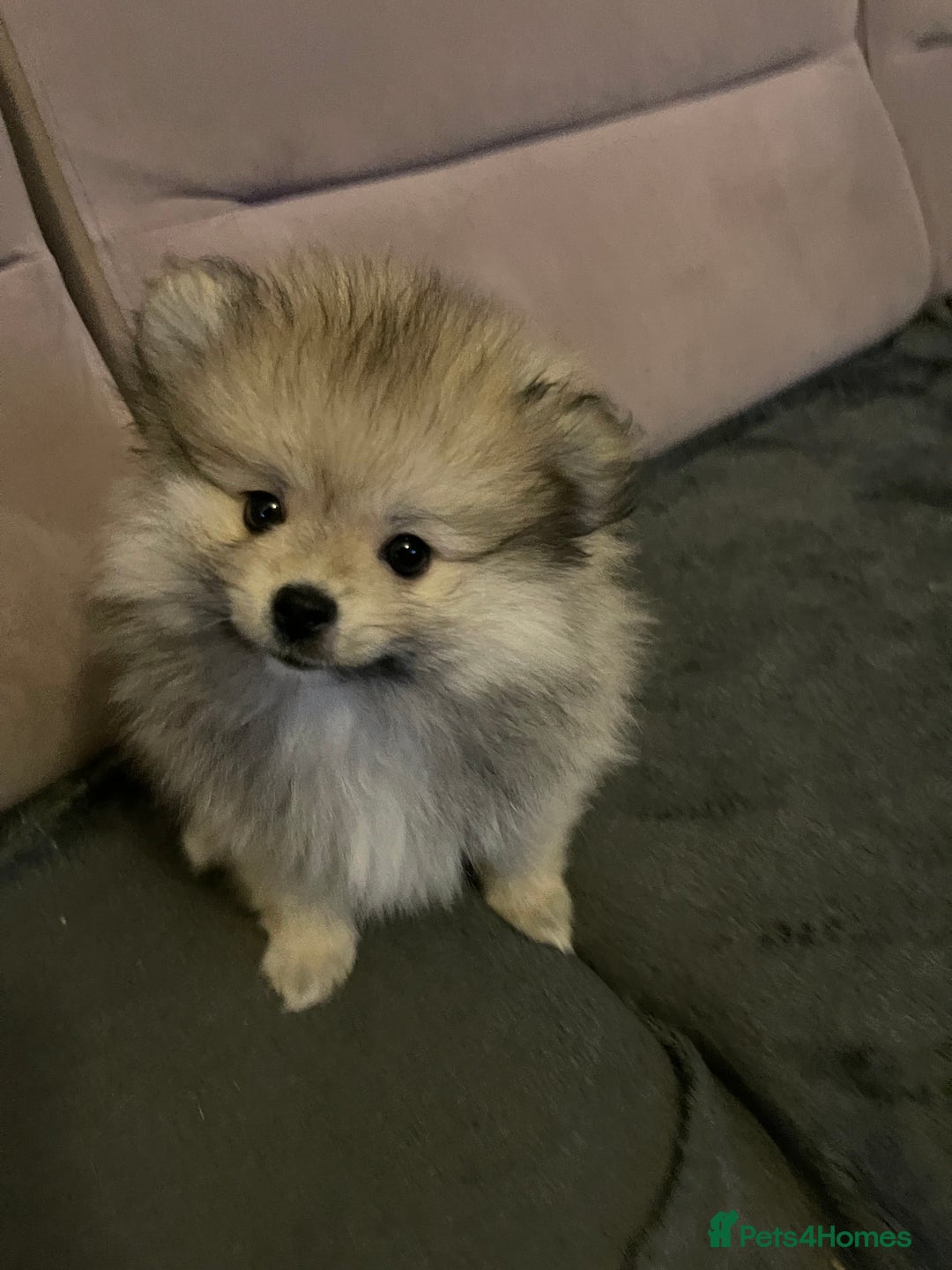 Pomeranian dogs for sale: Pomeranian Puppies – Ready Now - Advert 5