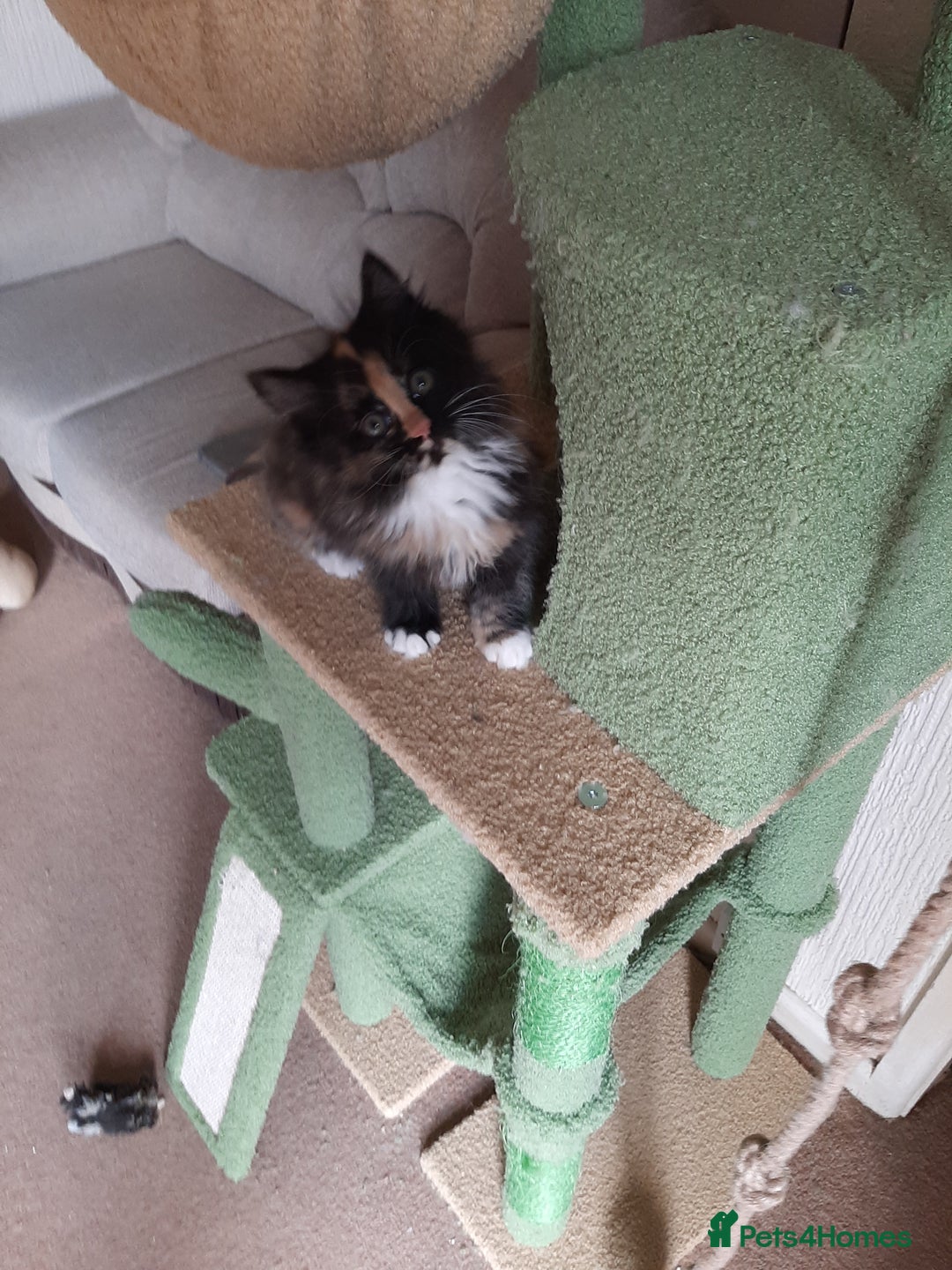 Maine Coon cats for sale: Four gorgeous girls  - Image 7