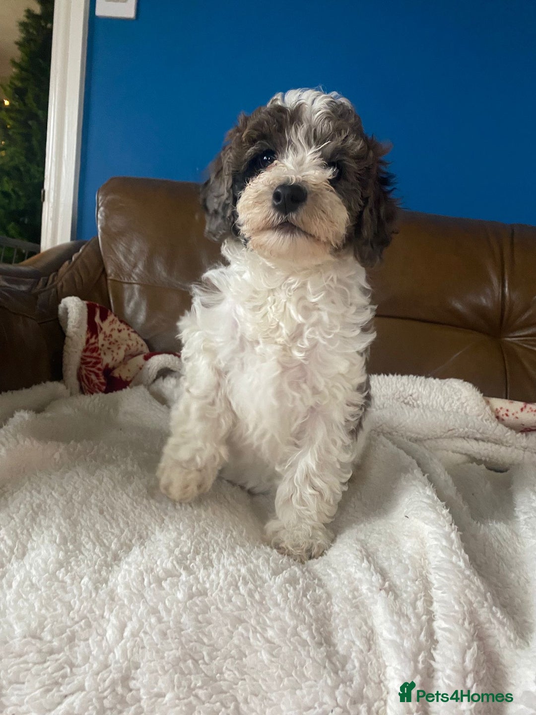 Cavapoo dogs for sale: Beautiful F2 cavapoo girls  - Advert 18