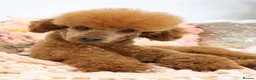 Cavapoo dogs for sale: *HEALTH TESTED* CAVAPOOS - Advert 21