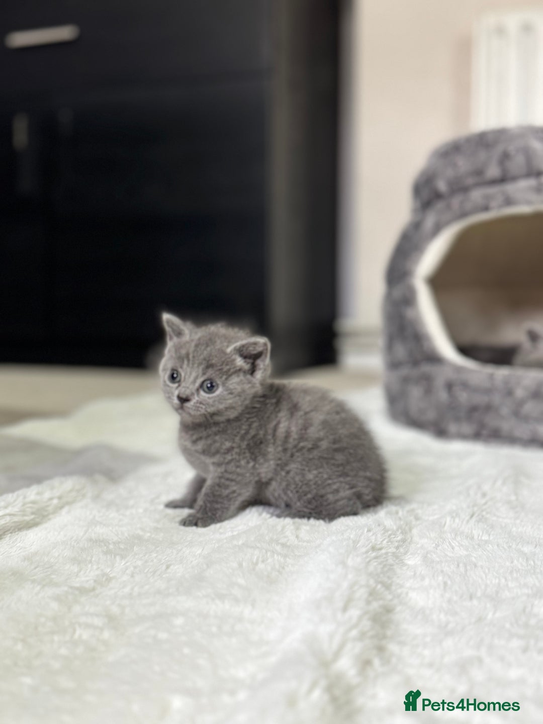 Russian Blue cats for sale: ✨ Russian Blue x British Shorthair Kittens ✨ - Advert 6