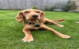 Cocker Spaniel dogs for stud: Cocker spaniel stud *PROVEN* - Image 1