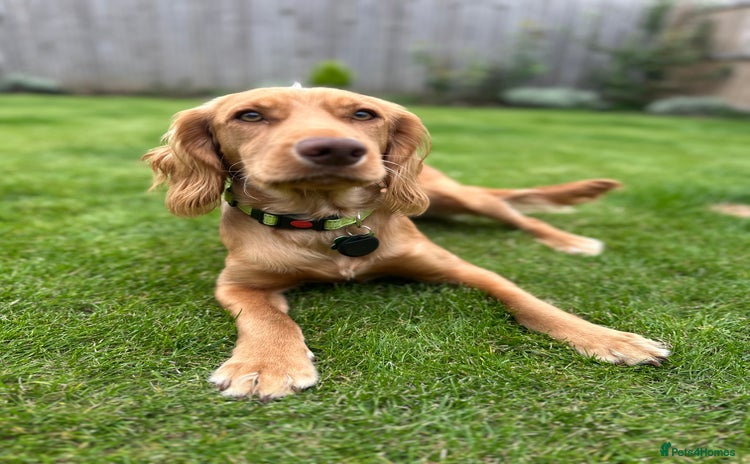 Cocker Spaniel dogs - Advert 13