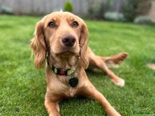 Cocker Spaniel dogs - Advert 29