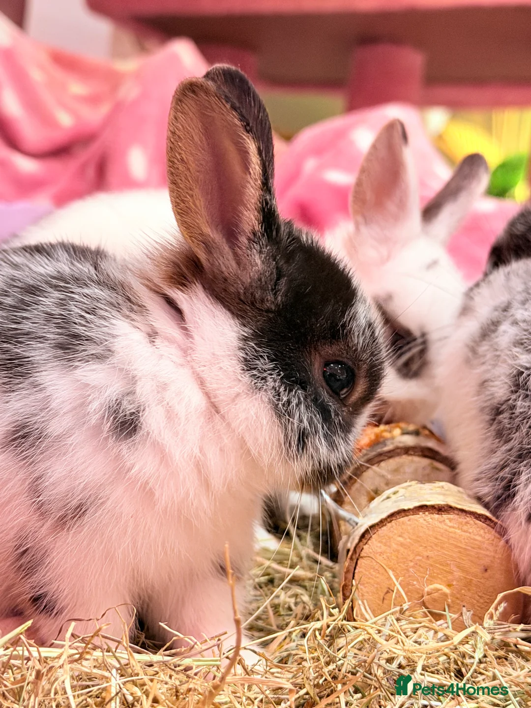 Netherland Dwarf rabbits for sale: Young Netherland dwarf Urgent need of rehoming  - Advert 16