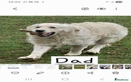 Golden Retriever dogs for sale: Golden Retreiver Puppies  - Image 22