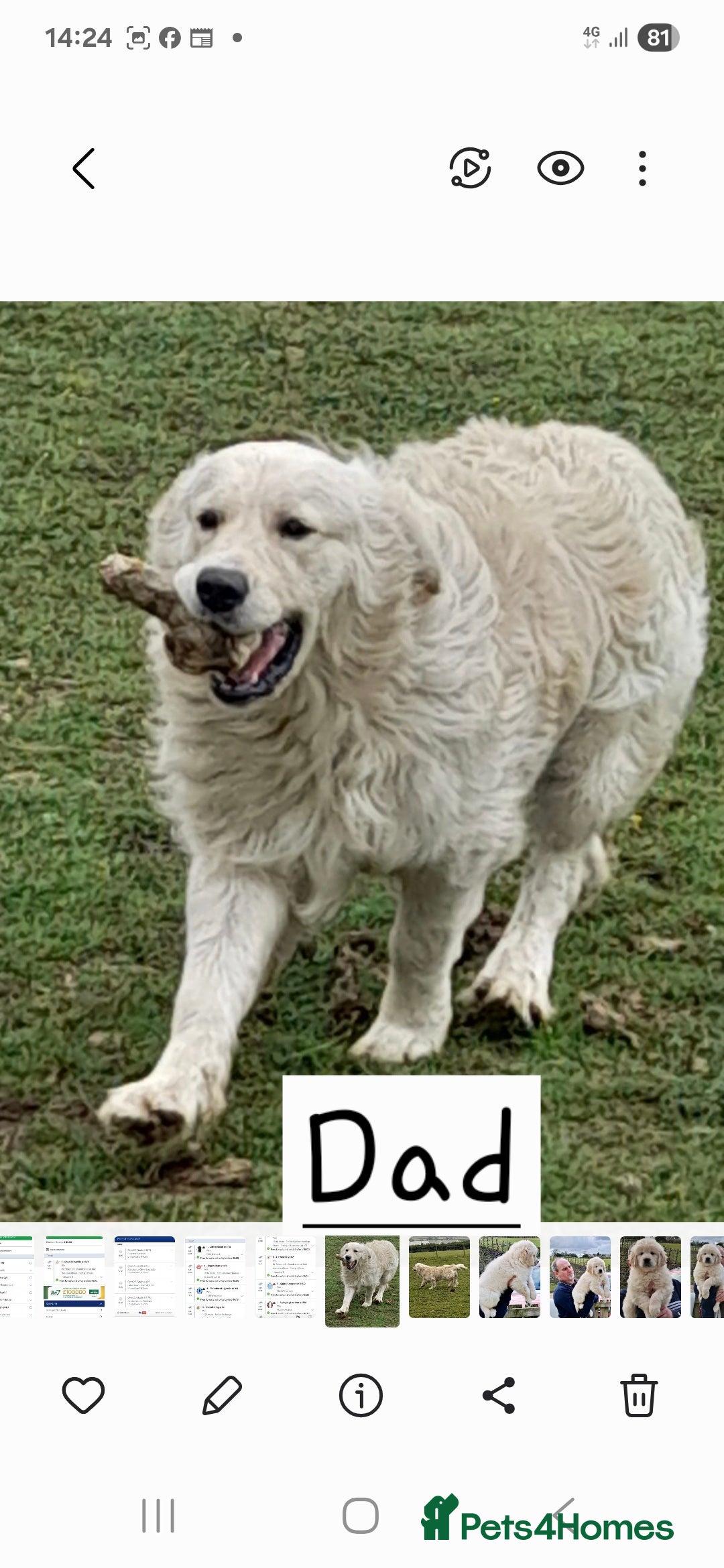 Golden Retriever dogs for sale: Golden Retreiver Puppies  - Image 22