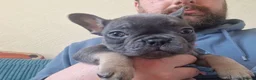 French Bulldog dogs for sale: French bulldog puppies for sale  - Advert 4
