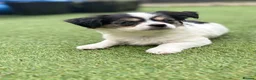 Chihuahua dogs for sale: Female 12 week old chihuahua puppy  - Advert 8