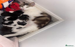 Mixed Breed cats for sale: Kittens for sale  - Image 3