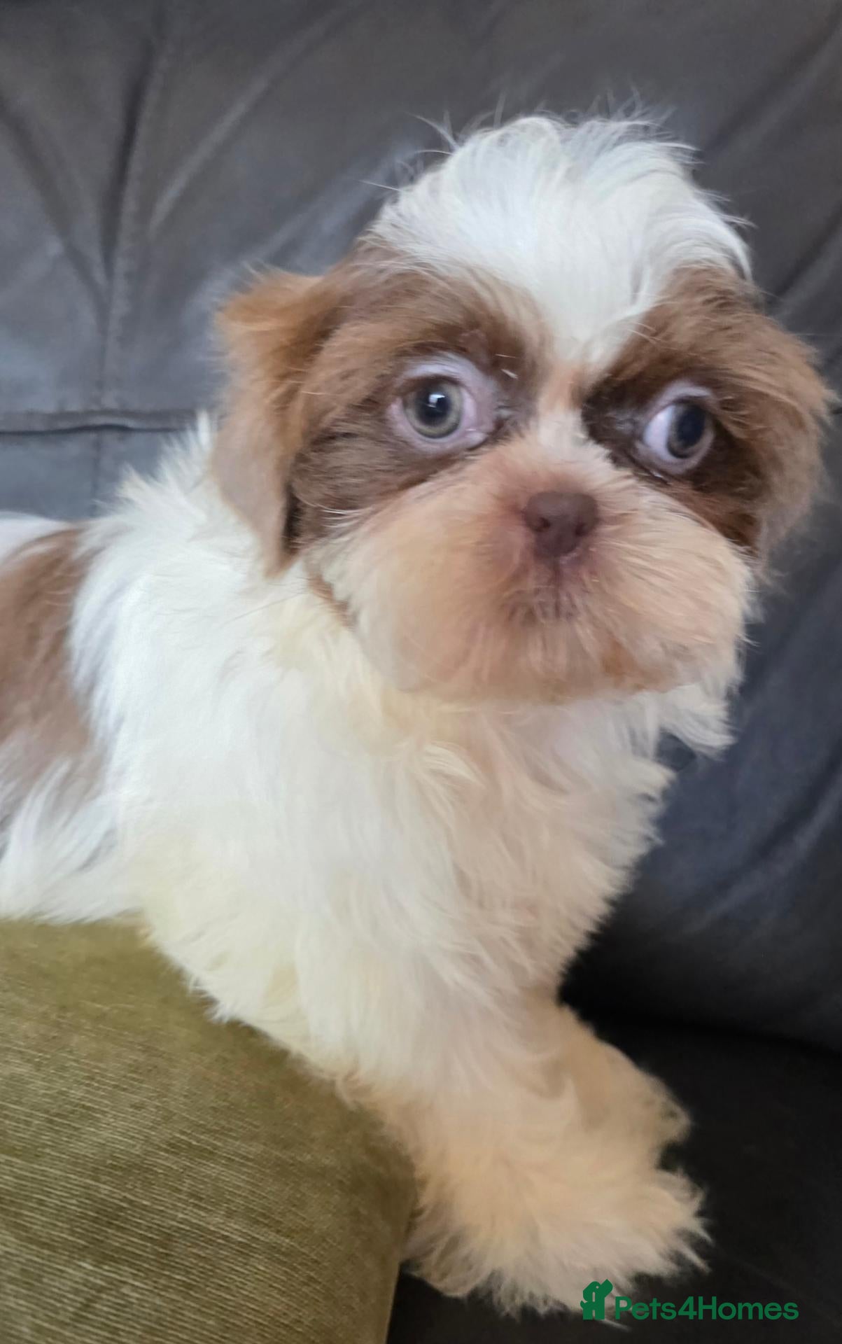Shih Tzu dogs Amazing imperial shih tzu puppies ready now - Advert 2