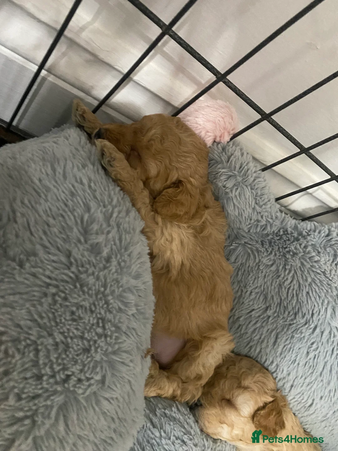 Toy Poodle dogs for sale: Toy Poodles KC Registered Health Tested Parents - Advert 18