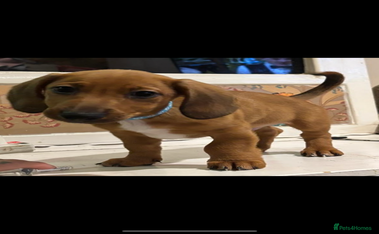 Dachshund dogs - Advert 5