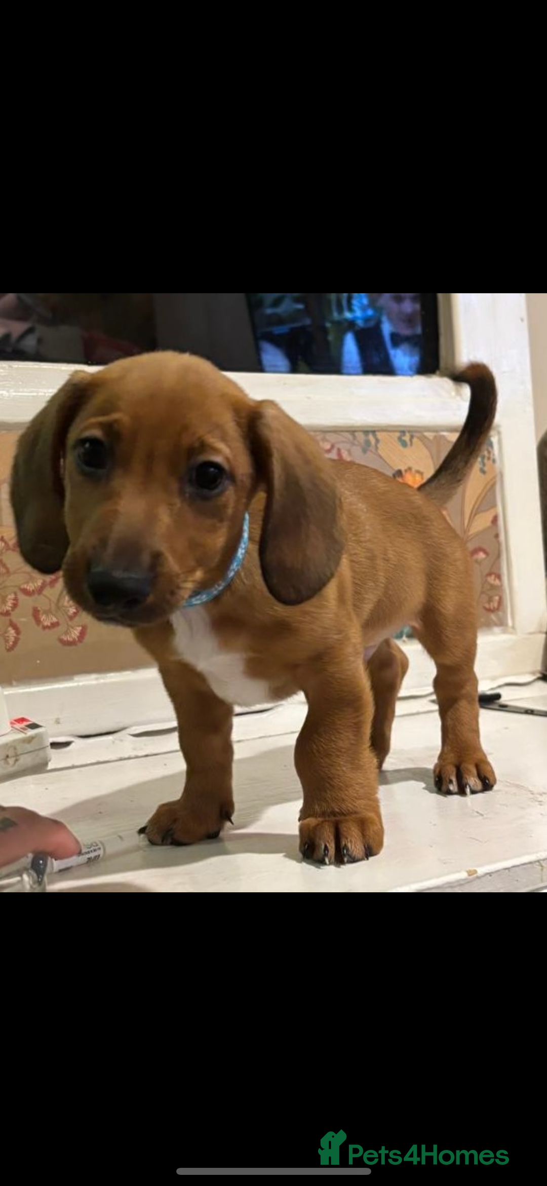 Dachshund dogs for sale: Miniature dachshund cross jack Russell  - Image 1