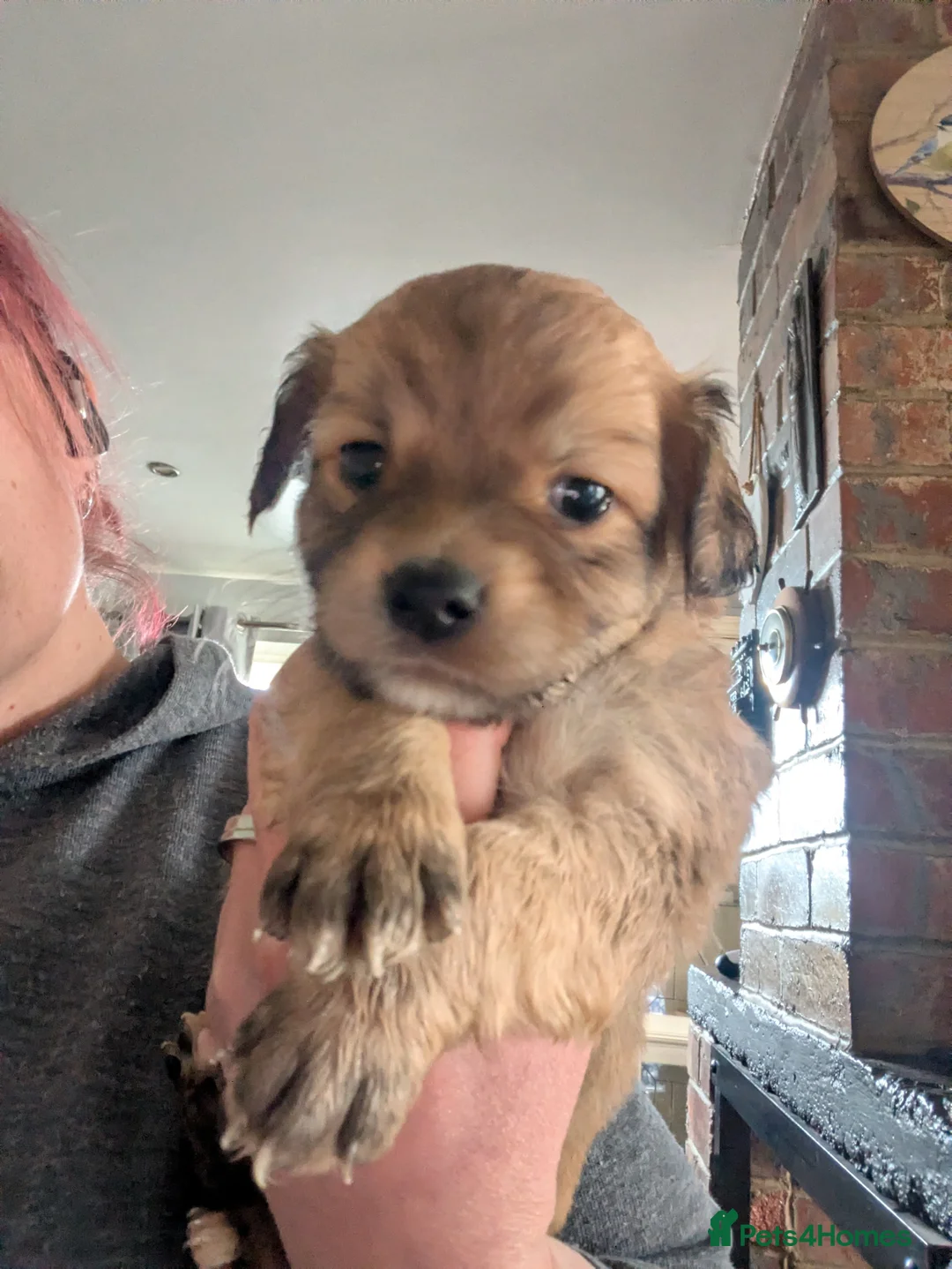 Jack Chi dogs for sale: *1 baby left*  Jack Chi babies  - Advert 1
