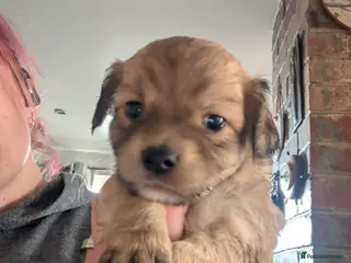 Jack Chi dogs *1 baby left* Jack Chi babies - Advert 6