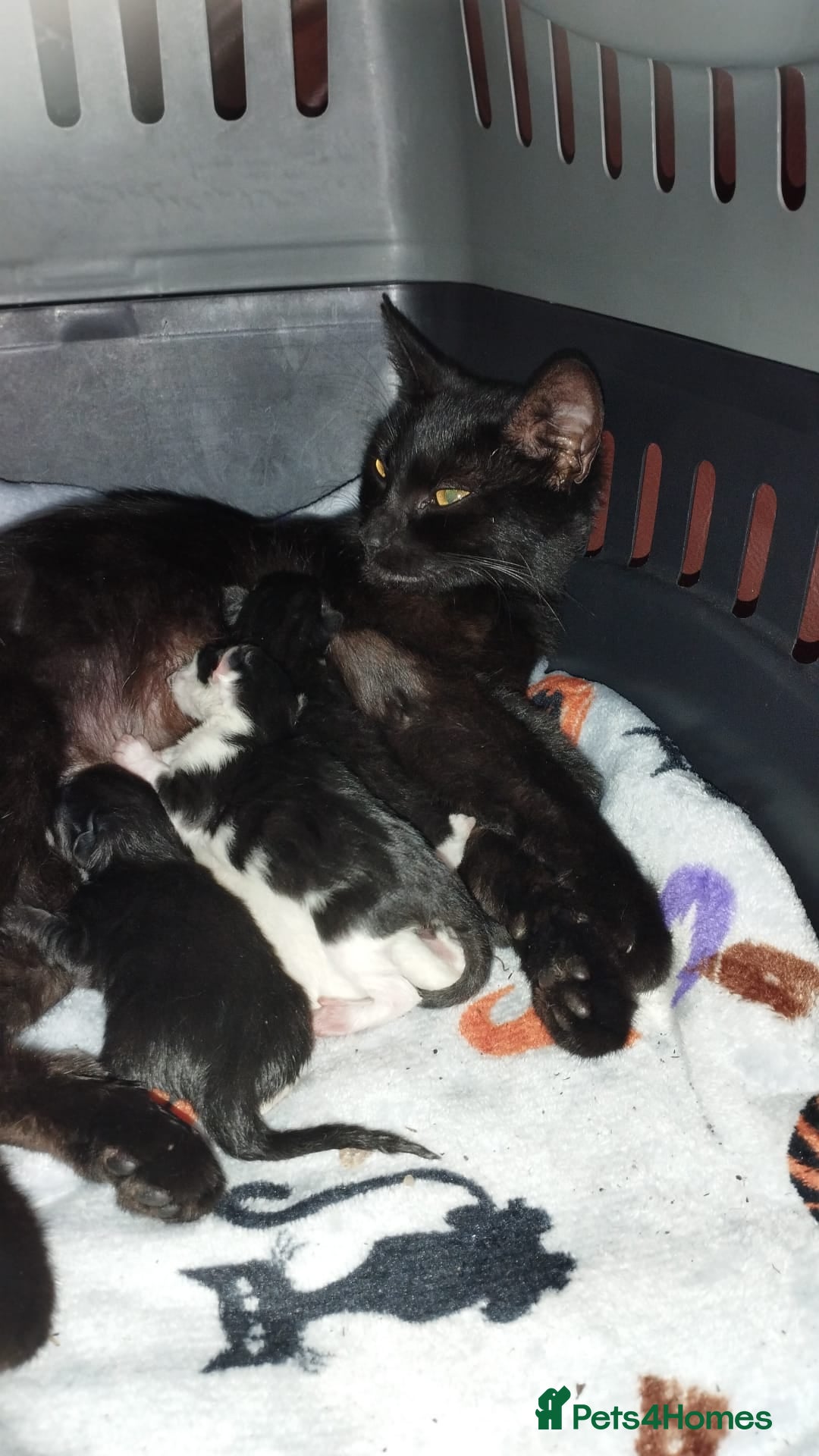 Mixed Breed cats for sale: Mothering cat and kittens  - Image 2