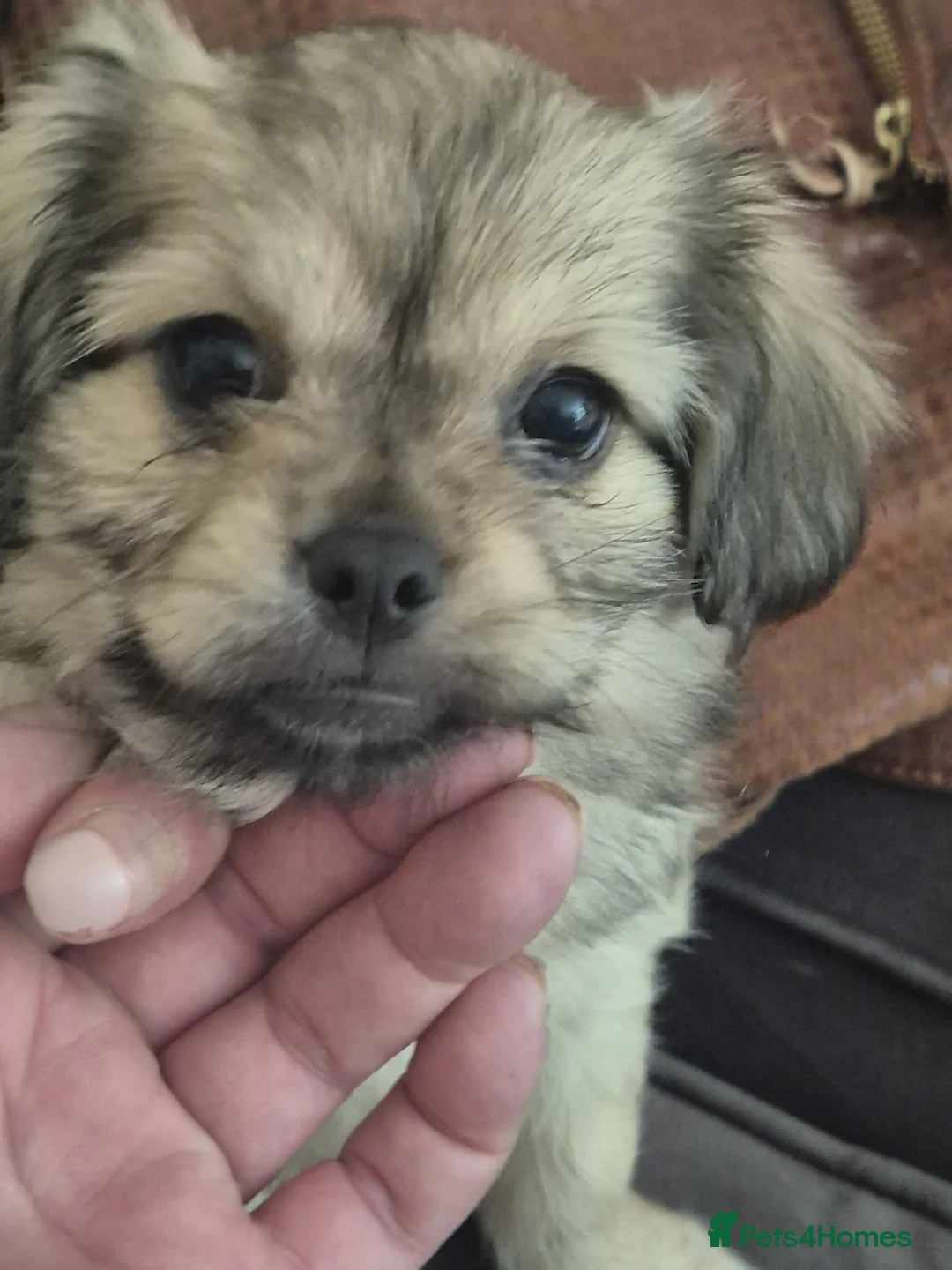 Mixed Breed dogs for sale: Shichu in Oldham - Advert 5