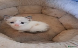 Mixed Breed cats for sale: 2 beautiful Female kittens  - Image 3