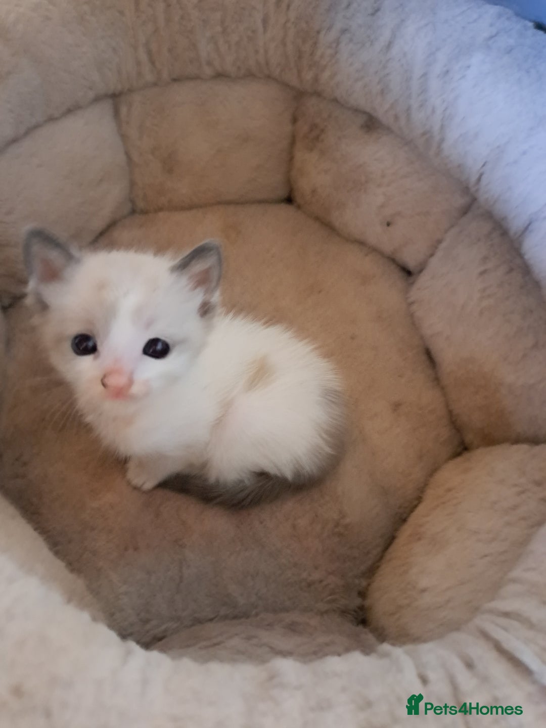 Mixed Breed cats for sale: 2 beautiful Female kittens  - Image 3
