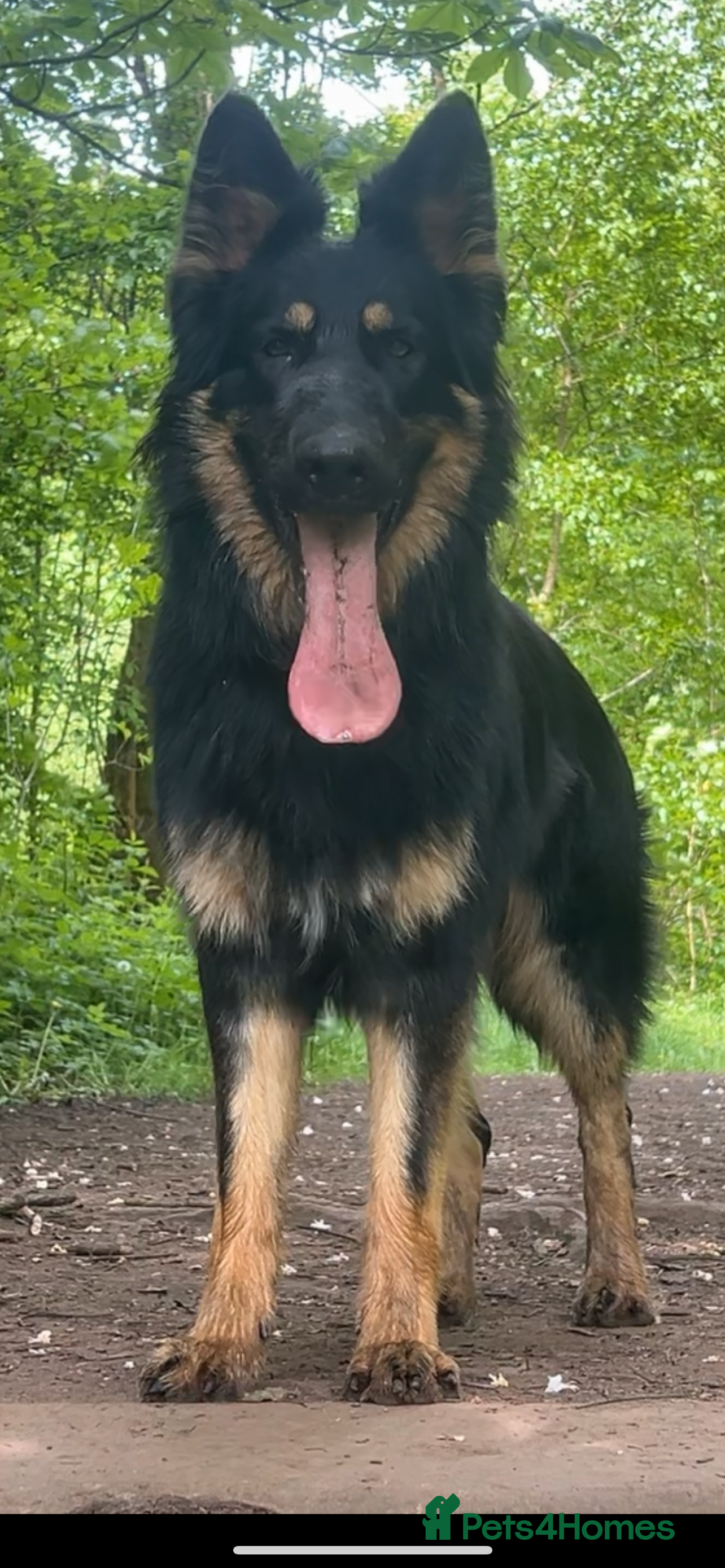 German Shepherd dogs STUD KC registered Black and Tan German shepherd  in Nottingham - Advert 22