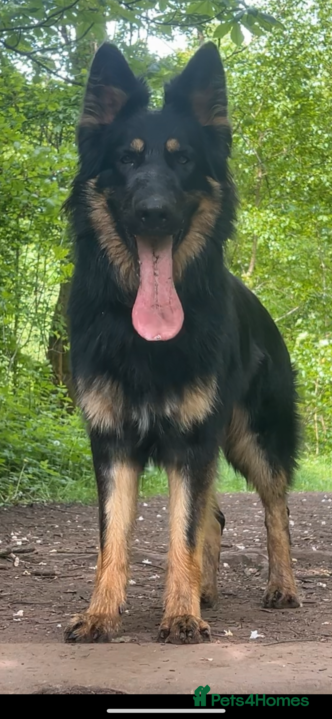 German Shepherd dogs for stud: STUD KC registered Black and Tan German shepherd  in Nottingham - Advert 1