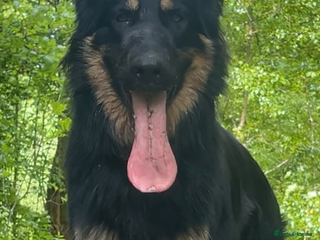 German Shepherd dogs in Nottingham - Advert 1