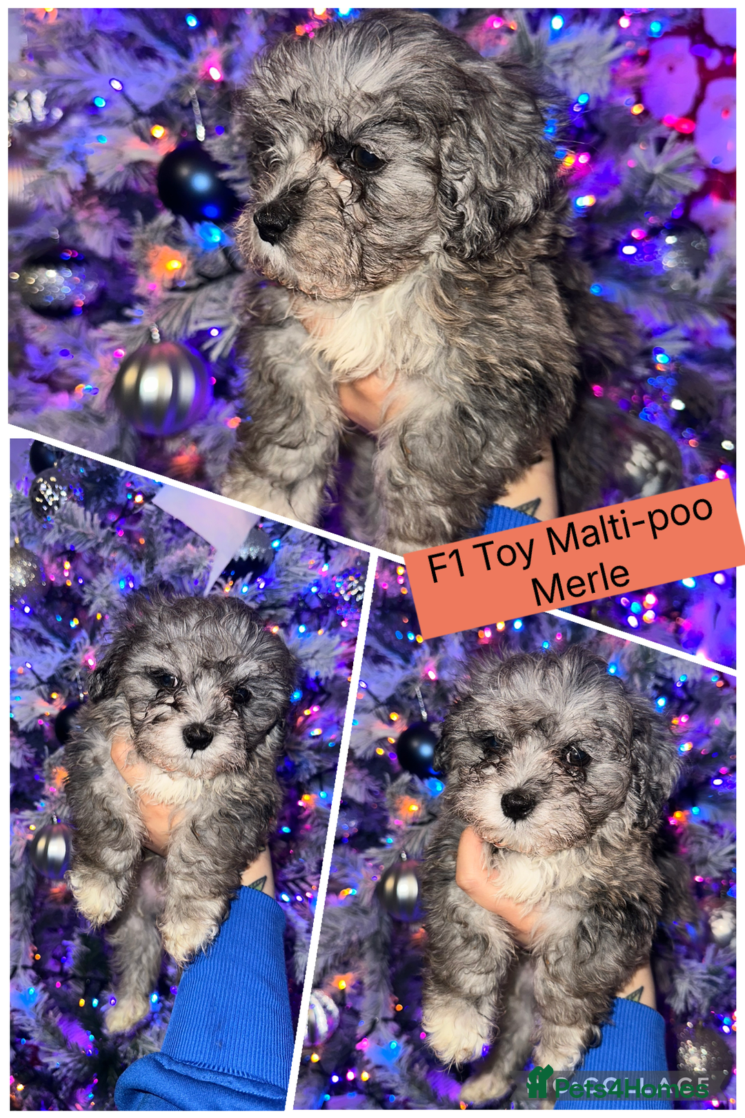 Maltipoo dogs for sale: F1 Toy Maltipoos - Advert 5