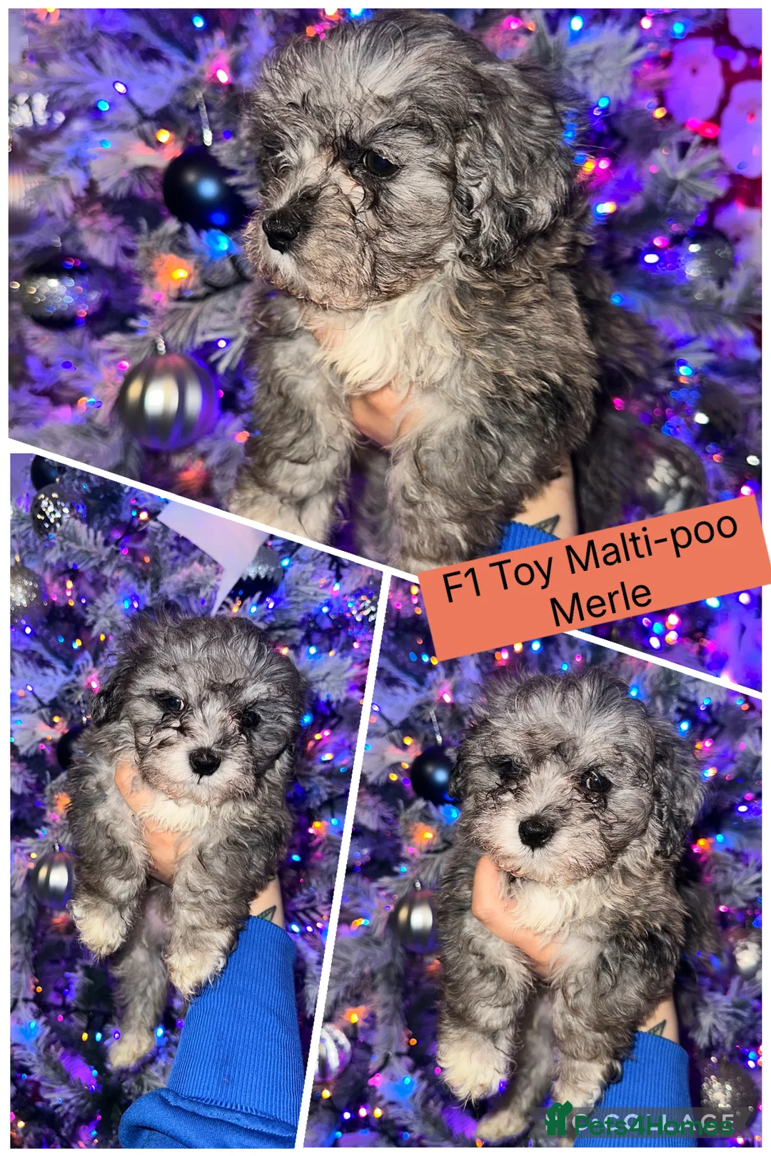 Maltipoo dogs for sale: F1 Toy Maltipoos - Advert 5