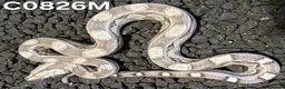 Boa Snake reptiles for sale: Arctic & Anery het Sharp boas - Advert 6