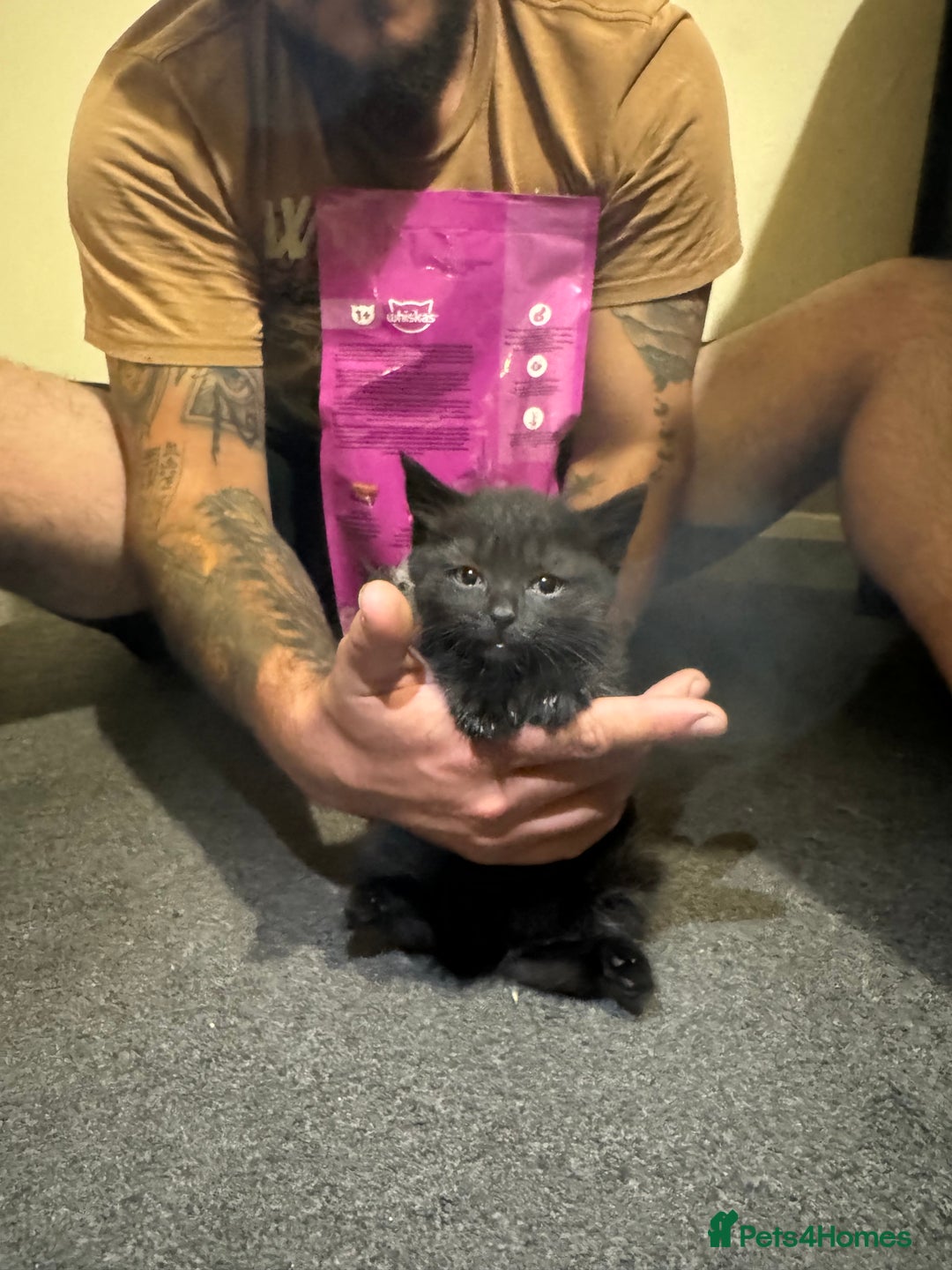 British Shorthair cats for sale: British shorthair mixed  - Image 13