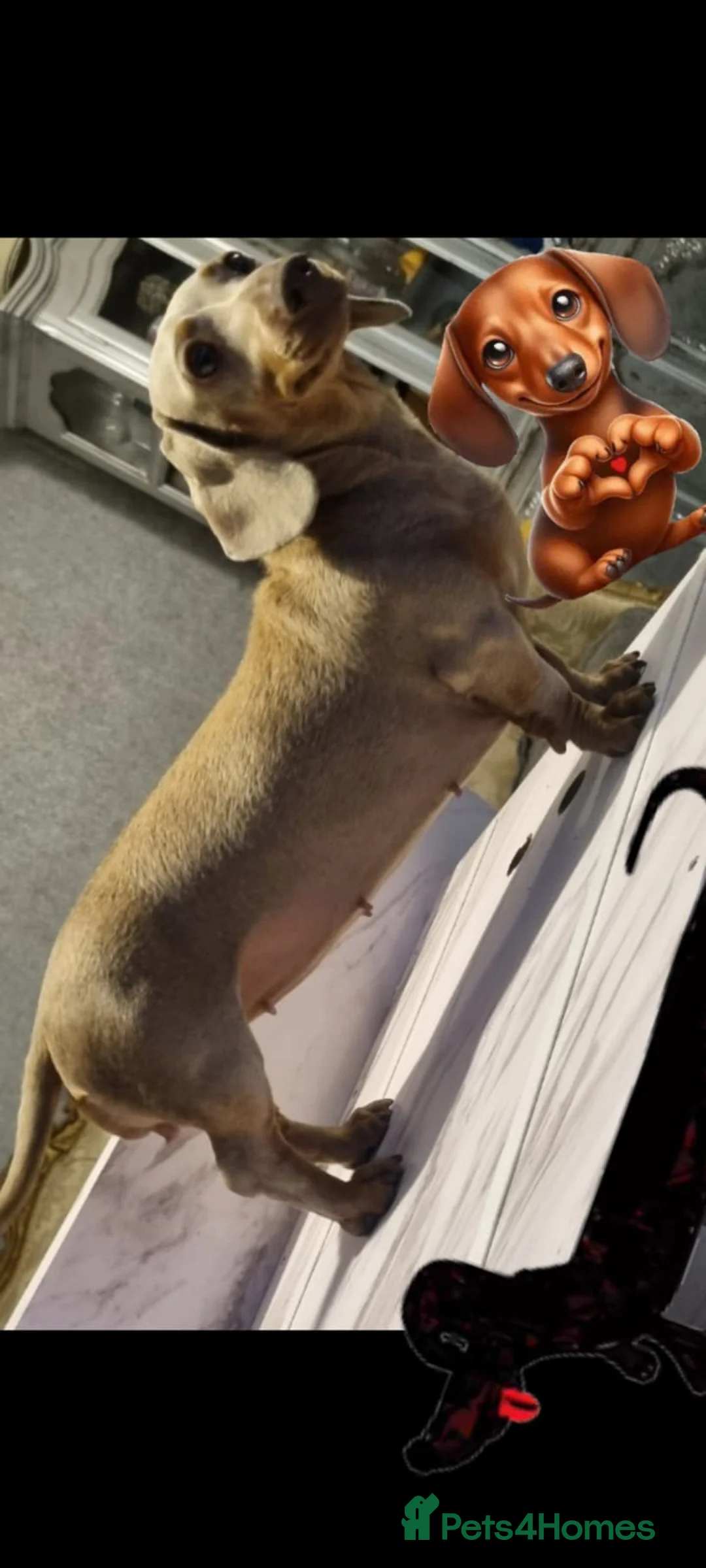 Miniature Dachshund dogs for sale: ❤️KC registred miniature daschund❤️ - Advert 5