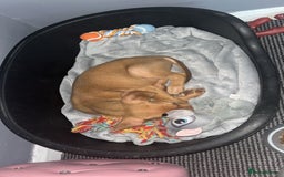 Mixed Breed dogs for sale: Presa canario mixed  - Image 2